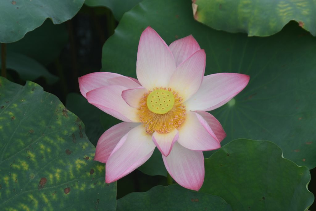 Lotus Blossom